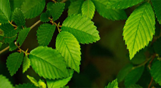 Pollen Count in Seattle Today | Kleenex® US