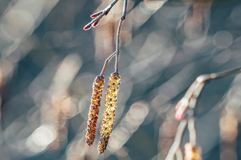 Pollen