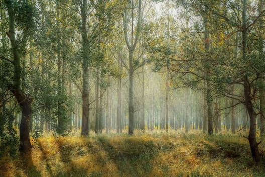 Arbor Day Foundation
